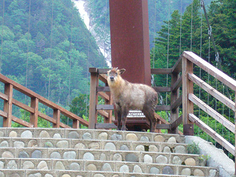 画像：野生動物